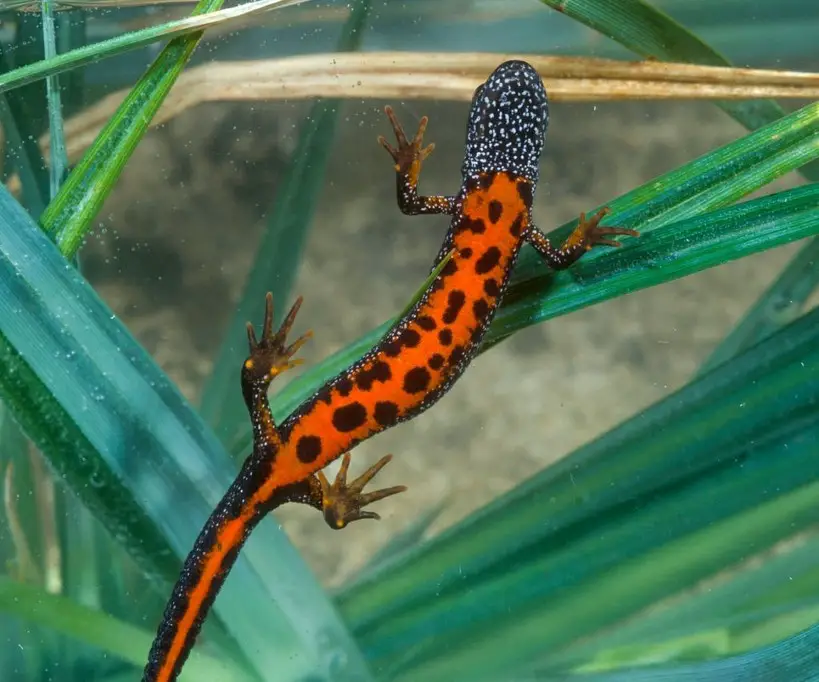 Fire belly newt in a tank