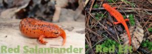 The Red Salamanders coloration partially mimics that of the red eft