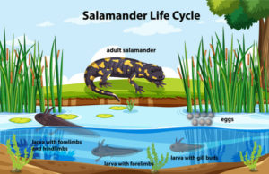 Salamander life cycle