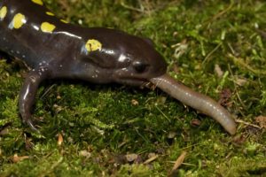 Spotted Salamander eating worm 