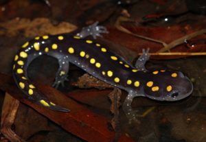 Bright colors tell predator's that spotted salamanders are poisonous 