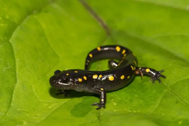Spotted Salamander on a leaf