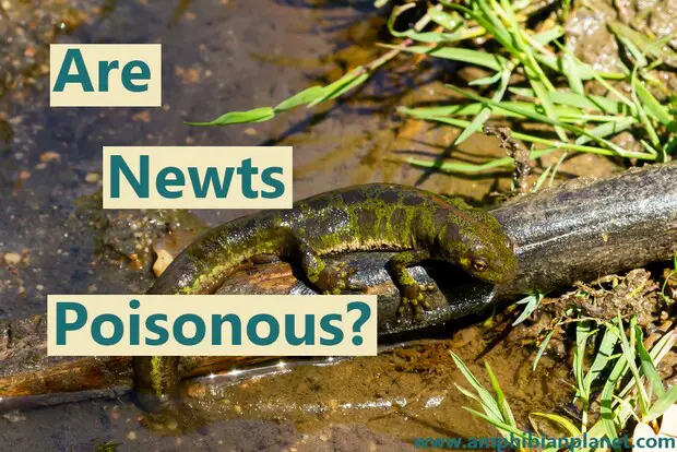 are newts poisonous/