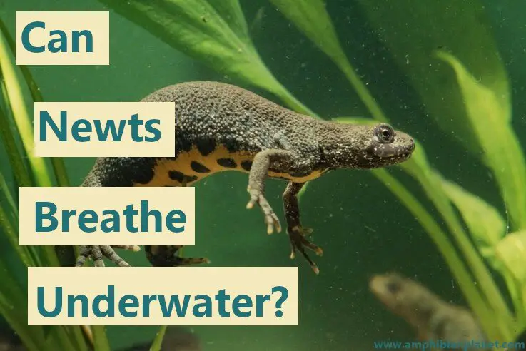 Can Newts Breathe Underwater? [Fully Explained] – Amphibian Planet