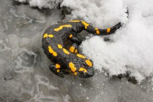Fire salamander in snow