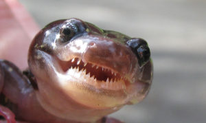 Arboreal salamander with sharp teeth