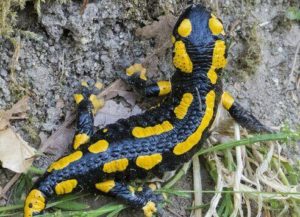 Bright yellow colors warn predator's