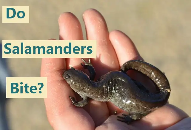 Small mouth salamander on a hand