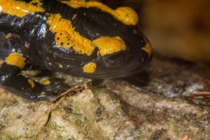 Fire salamanders have enlarged parotid glands behind their eyes