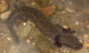 Mudpuppy salamander