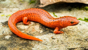 Red lungless salamander