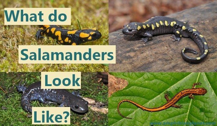 Salamander identification