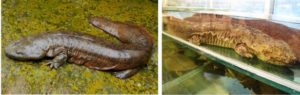 Asiatic giant salamanders 