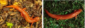 Red salamanders