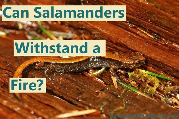 Salamanders are not fireproof