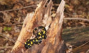 Fire Salamander on a log