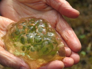 Spotted salamander egg mass in palm