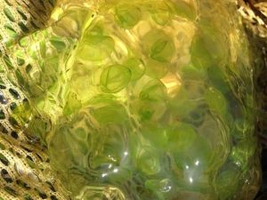Spotted Salamander eggs