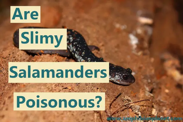 Are slimy salamanders poisonous?