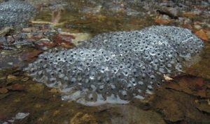 Frog egg mass in a puddle of water
