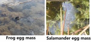 Frog eggs vs Salamander eggs