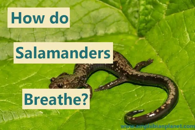 How do salamanders breathe?