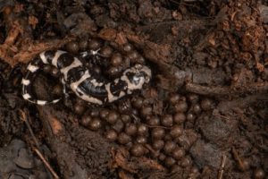 Marbled salamanders will lay eggs in dried up pools on land