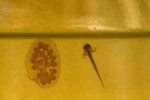 Newly hatched salamander larvae