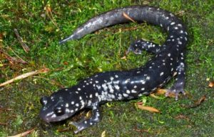 Northern Slimy Salamander on grass