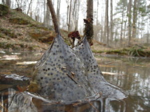 Salamander egg masses are covered in a layer of jelly