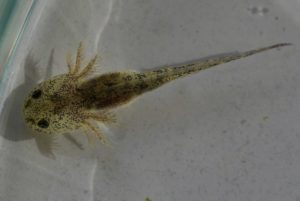 Salamanders start their lives as larvae with feathery gills