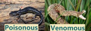 Slimy salamanders are poisonous but not venomous 