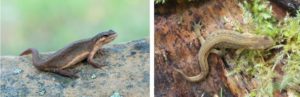 What smooth newts look like when living on land