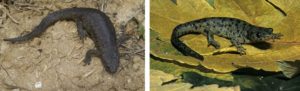 Spanish ribbed newts on land
