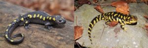 Spotted and tiger salamanders have lungs to breathe air