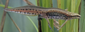 What breeding male palmate newts look like