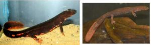 What paddle tail newts look like
