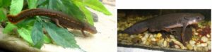 What paddle-tail newts look like