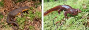 What breeding rough skinned newts look like