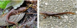 What rough skinned newts look like out of the breeding season