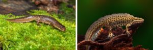 What smooth newts look like in during the breeding season