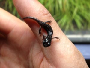 baby arboreal salamander