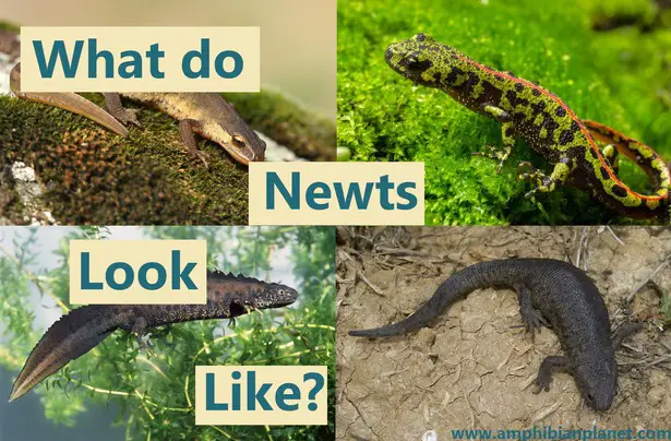 What do newts look like