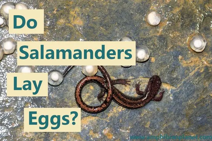 Do salamanders lay eggs?