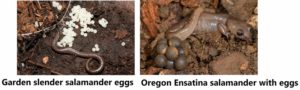 Slender salamander and Ensatina salamander eggs
