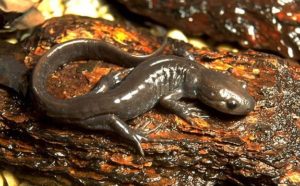Jefferson salamander on a log
