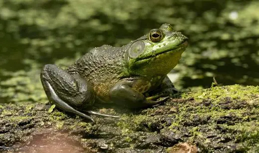 American bullfrog