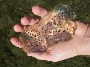 Jefferson salamander egg mass