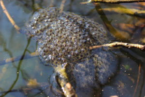 Leopard frog eggs on a stick