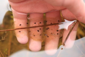 Long toed salamander eggs in water